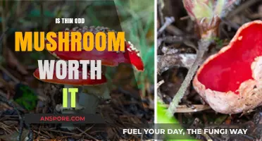 Is Thin Odd Mushroom Worth It? A Comprehensive Review and Analysis