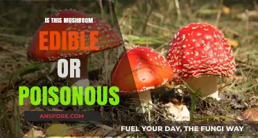 Identifying Edible vs. Poisonous Mushrooms: A Guide to Safe Foraging