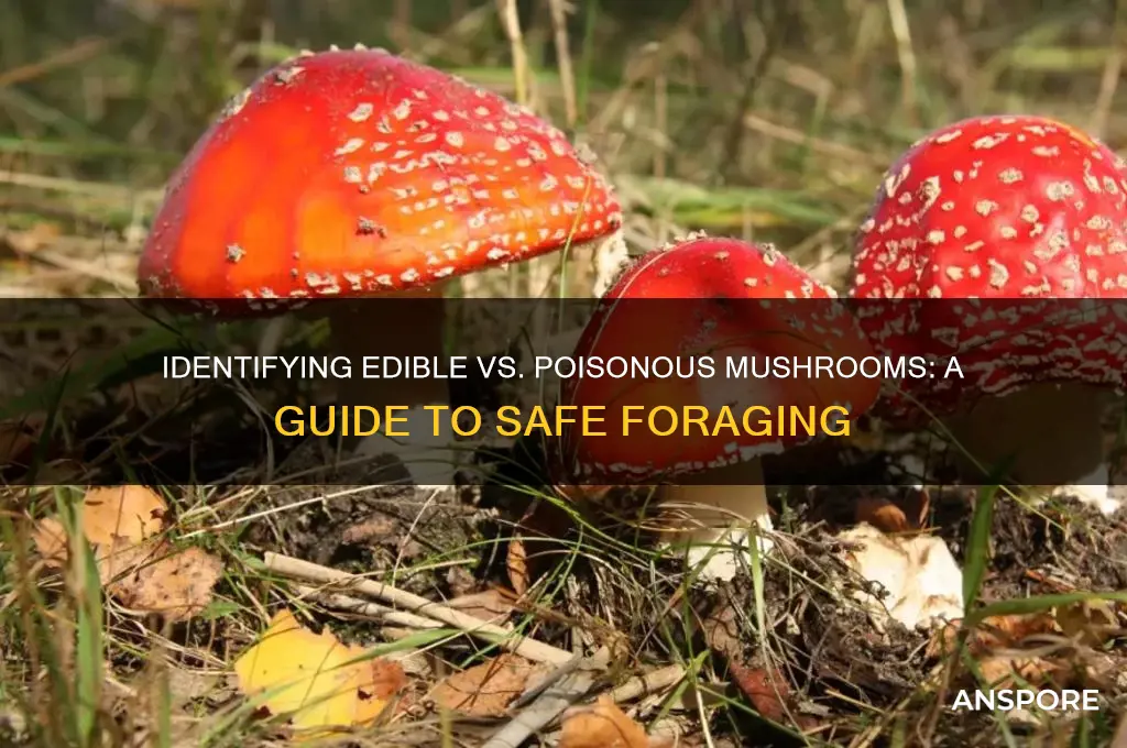 is this mushroom edible or poisonous