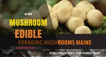 Is This Mushroom Edible? A Guide to Safe Foraging and Identification
