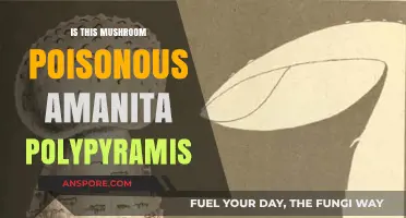 Amanita Polypyramis: Identifying Toxicity and Safe Mushroom Foraging Tips