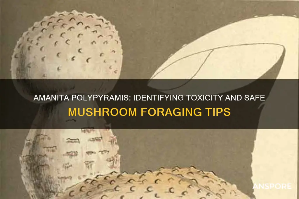 is this mushroom poisonous amanita polypyramis