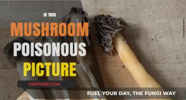 Identifying Poisonous Mushrooms: Analyzing Your Picture for Safety Tips