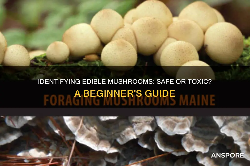 is this mushroom safe to eat