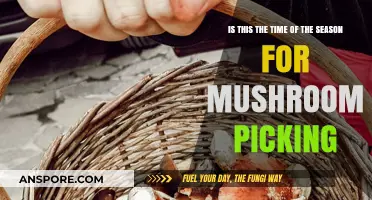 Mushroom Picking Season: Is Now the Perfect Time to Forage?