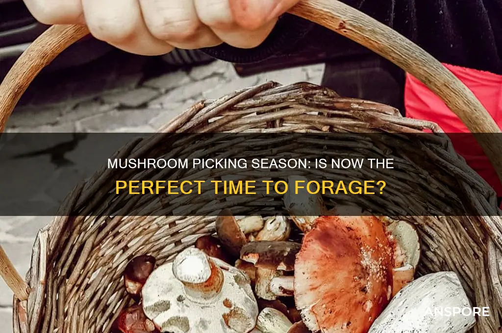is this the time of the season for mushroom picking
