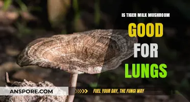 Tiger Milk Mushroom Benefits: Can It Boost Lung Health Naturally?