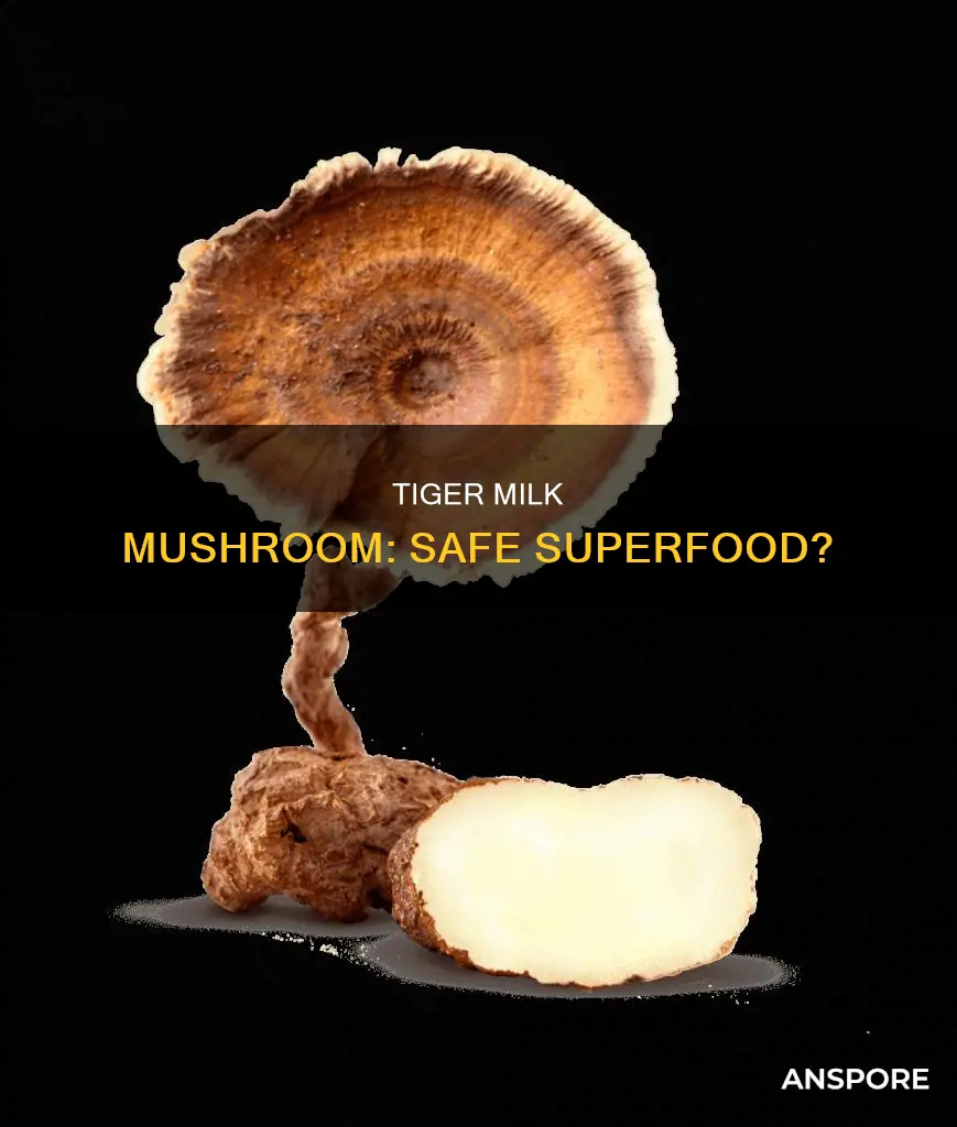 is tiger milk mushroom safe