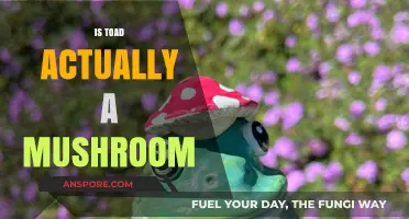 Toadstool Tales: Mushroom or Myth?