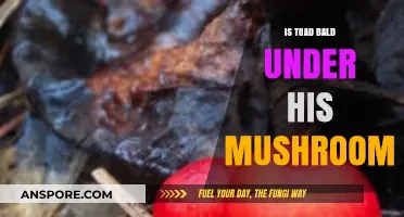 Is Toad Bald Under His Mushroom? Uncovering the Truth