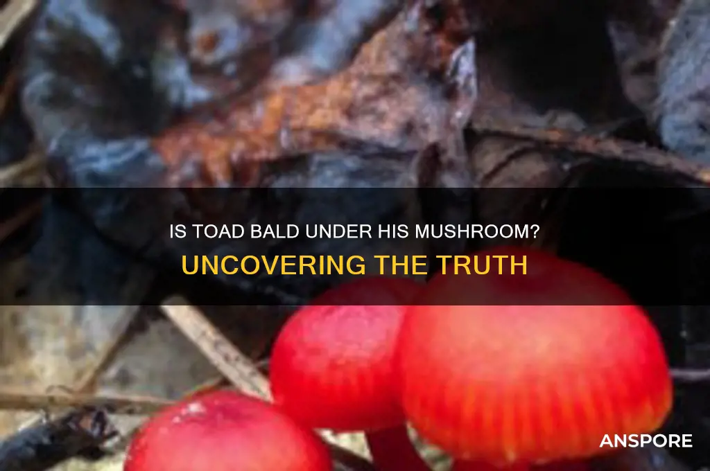 is toad bald under his mushroom
