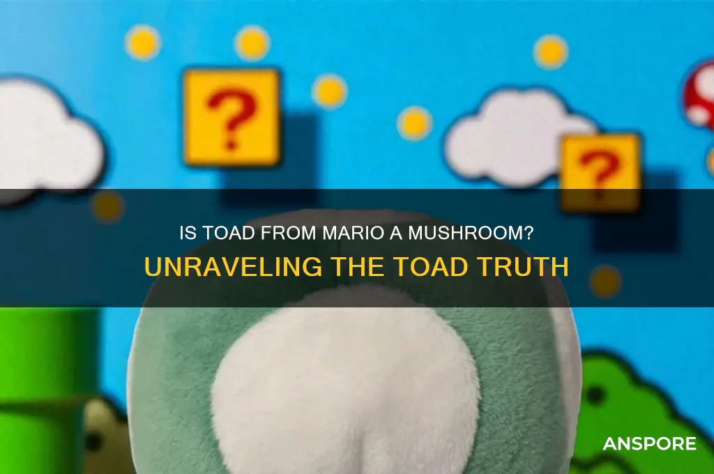 is toad from mario a mushroom