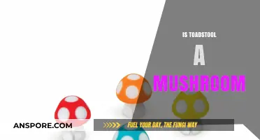 Toadstools: Are They Poisonous Mushrooms?