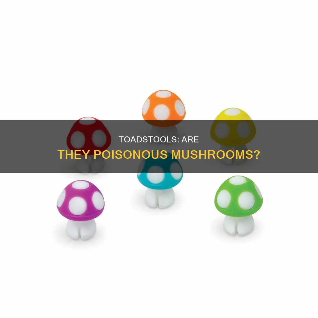 is toadstool a mushroom