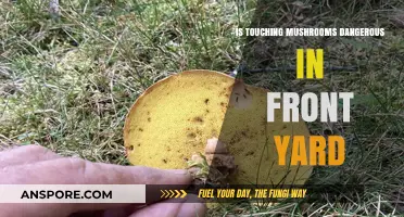 Are Yard Mushrooms Safe to Touch? Risks and Myths Explained