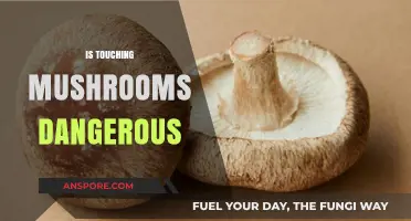 Mushroom Contact: What's the Risk?