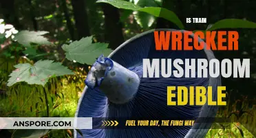 Is Train Wrecker Mushroom Edible? Safety, Identification, and Risks Explained