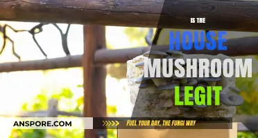 Are Tree House Mushrooms Legit?