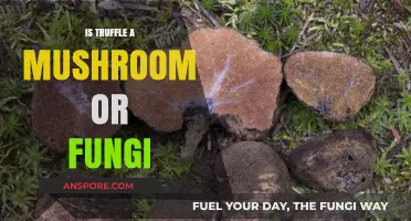 Truffle Unveiled: Mushroom, Fungus, or Something Else Entirely?