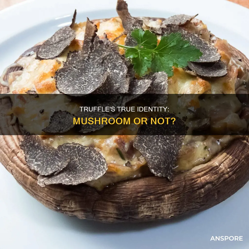 is truffle considered a mushroom