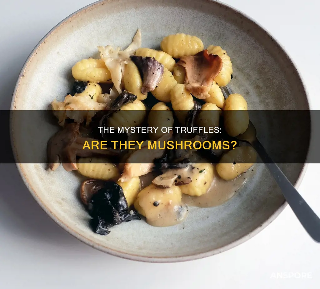 is truffles mushrooms
