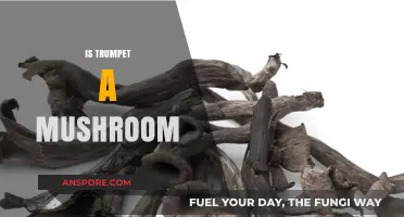 Mushroom Trumpet: Is It a Musical Treat?