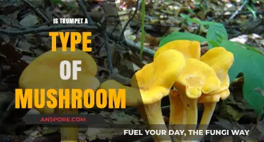 Is Trumpet a Mushroom? Unveiling the Truth About Chanterelles