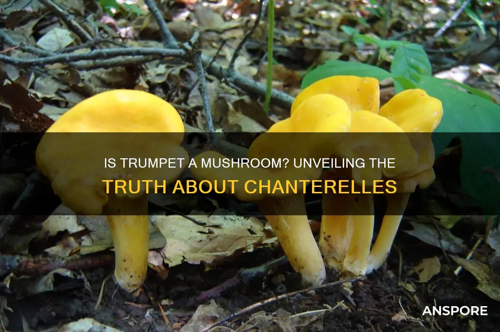 is trumpet a type of mushroom
