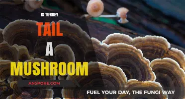 Turkey Tail: Mushroom Superfood for Your Health