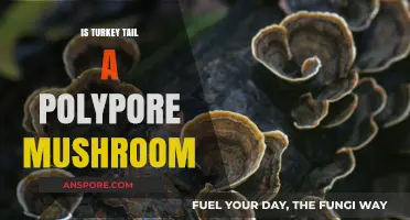 Turkey Tail: Understanding Its Polypore Classification and Unique Characteristics