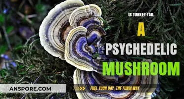 Is Turkey Tail Psychedelic? Unveiling the Truth About This Mushroom