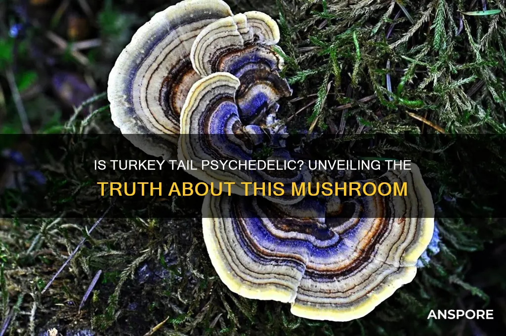 is turkey tail a psychedelic mushroom