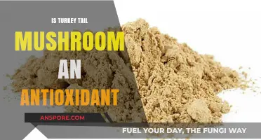 Turkey Tail Mushroom: Unlocking Its Antioxidant Power and Health Benefits