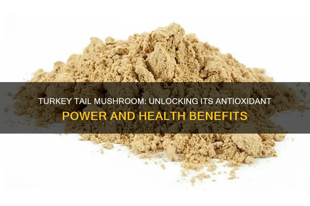 is turkey tail mushroom an antioxidant