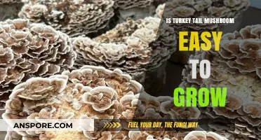 Growing Turkey Tail Mushroom: Simple Steps for Successful Cultivation