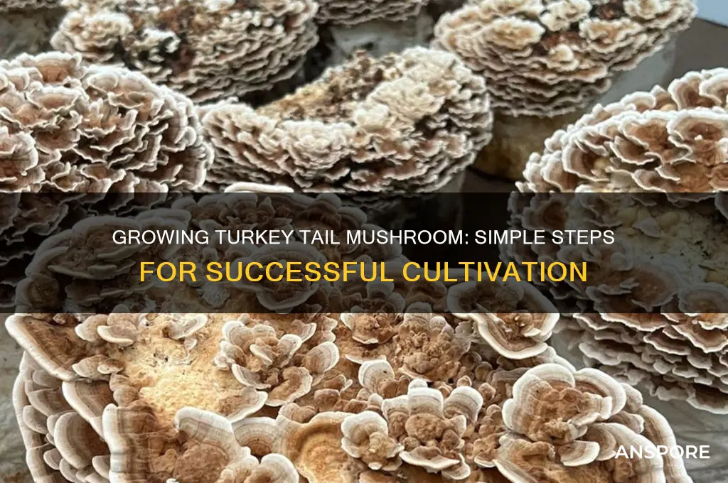 is turkey tail mushroom easy to grow