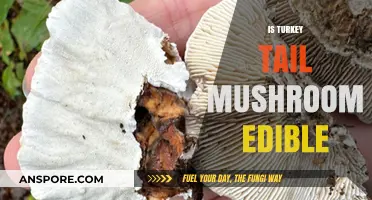 Is Turkey Tail Mushroom Edible? Benefits, Risks, and Safe Consumption Tips
