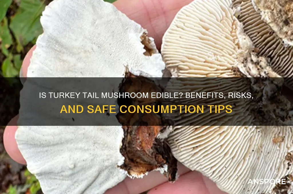 is turkey tail mushroom edible