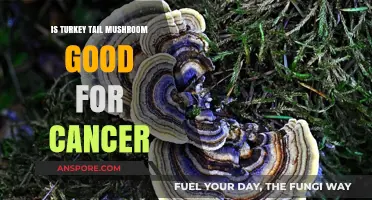 Turkey Tail Mushroom: A Natural Ally in Cancer Support and Recovery