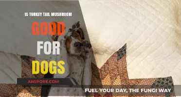 Turkey Tail Mushroom for Dogs: Benefits, Safety, and Usage Guide