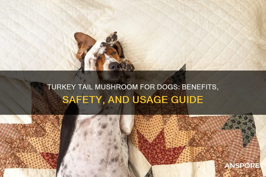 is turkey tail mushroom good for dogs