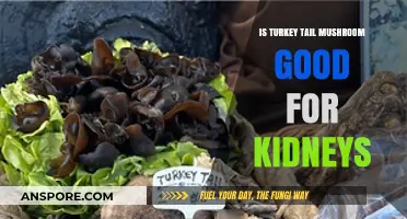 Turkey Tail Mushroom Benefits: Supporting Kidney Health Naturally?