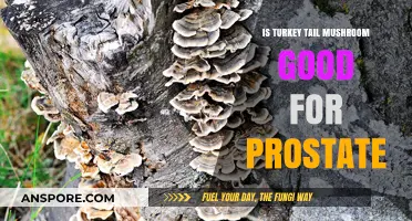 Turkey Tail Mushroom Benefits: Prostate Health Support Explained
