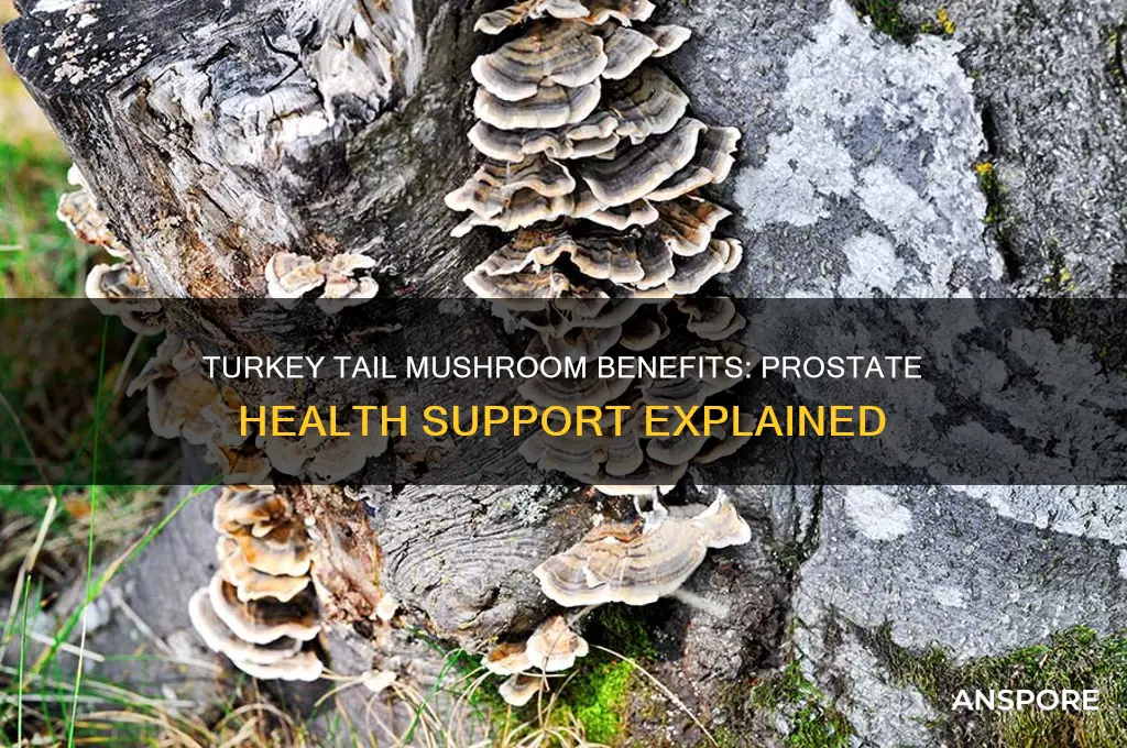 is turkey tail mushroom good for prostate