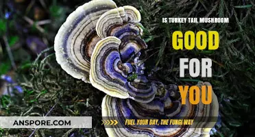 Turkey Tail Mushroom Benefits: Unlocking Immune Support and Wellness Potential
