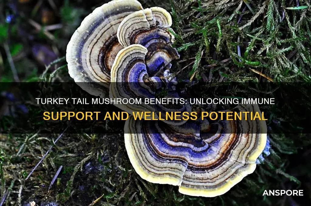 is turkey tail mushroom good for you