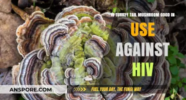 Turkey Tail Mushroom: Potential Benefits in HIV Support and Immunity