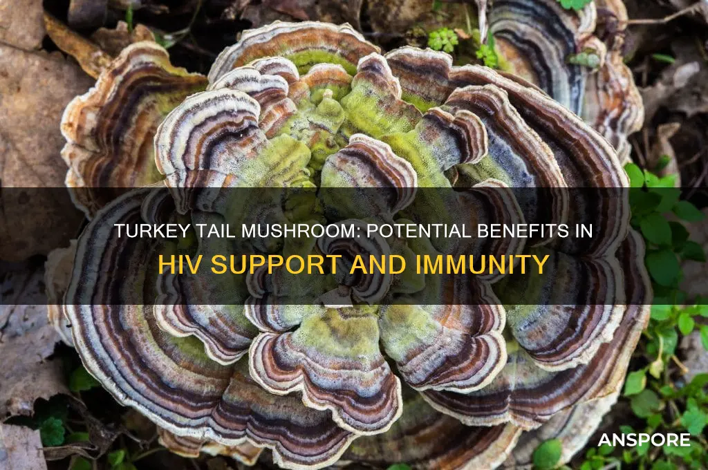 is turkey tail mushroom good in use against hiv