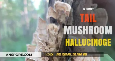 Turkey Tail Mushroom: Hallucinogenic or Not?