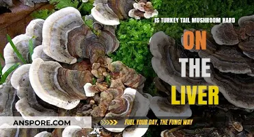 Turkey Tail Mushroom and Liver Health: What You Need to Know